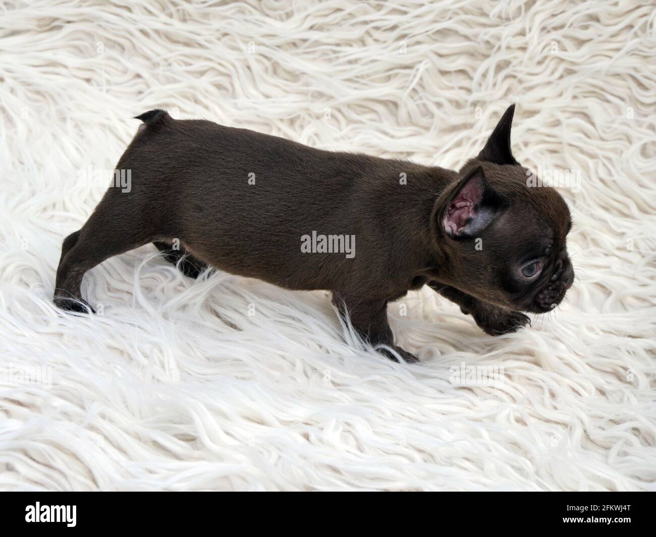nappies for french bulldogs