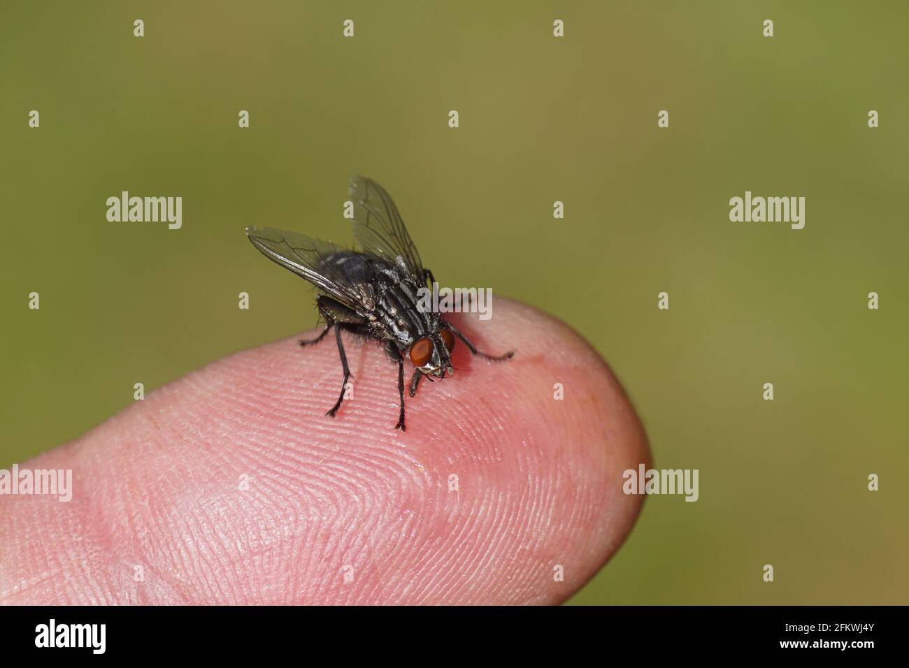 Female Flesh Fly, Sarcophaga. Family Flesh Flies, Sarcophagidae. On A Finger In A Dutch Garden. Spring, Netherlands, April Stock Photo