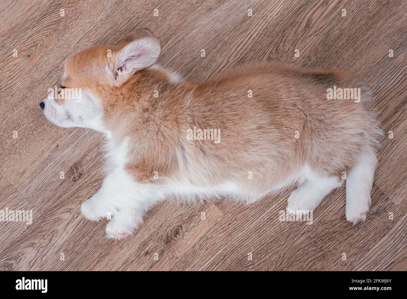 adorable little puppy welsh corgi pembroke laying on the floor and