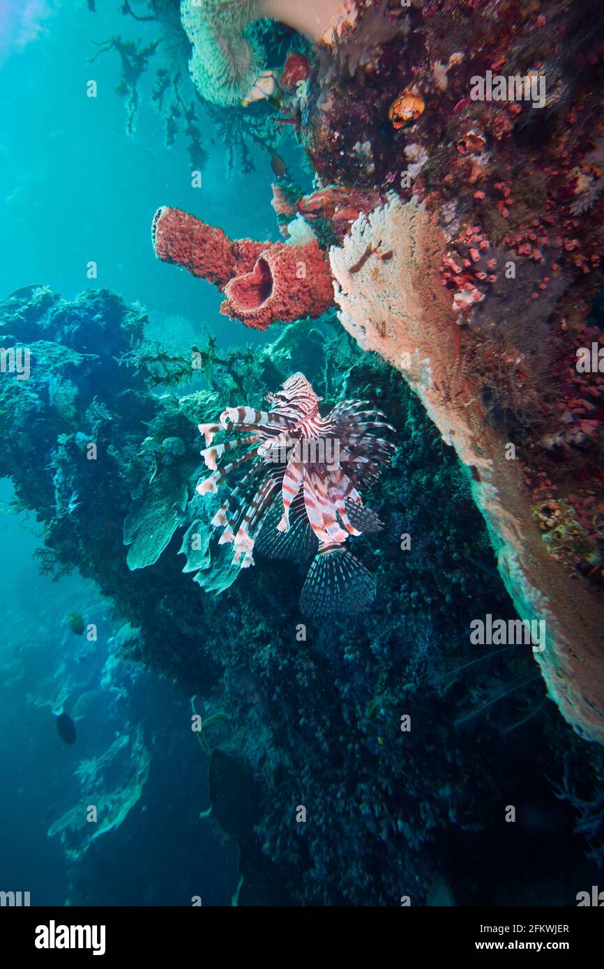 Red Lionfish In Coral Reef, Background Blue Water. Selayar South Sulawesi Indonesia Stock Photo