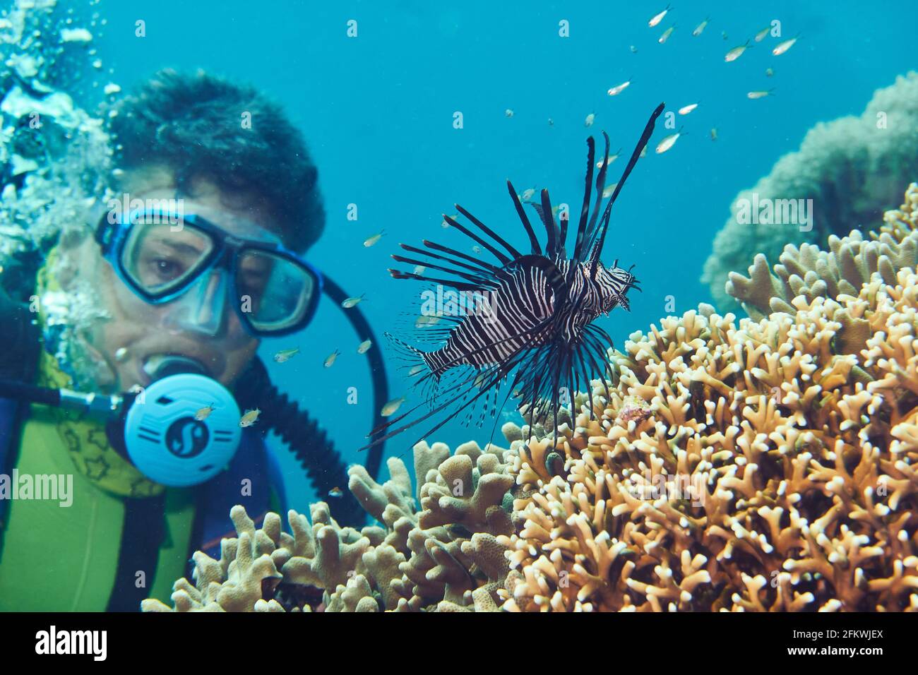 Female Diver Observes A Pacific Lionfish Hunting In The Coral Reef. Selayar, South Sulawesi, Indonesia Stock Photo