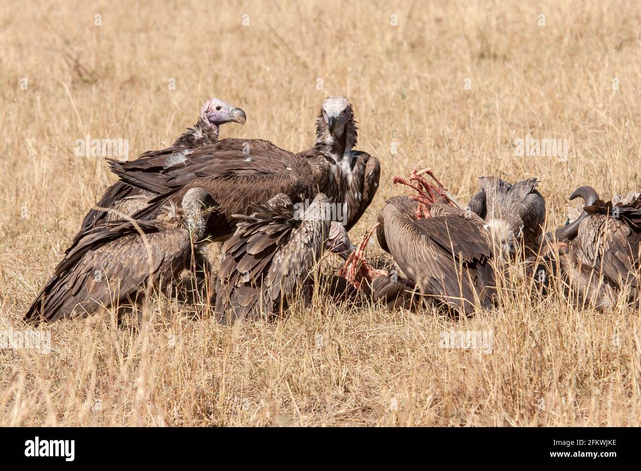 lappet-faced vulture or Nubian vulture, Torgos tracheliotos, two birds feeding on carcass with other vultures, Masai Mara, Kenya, East Africa Stock Photo