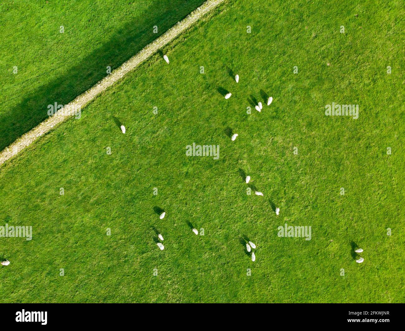 Aerial view of sheep marked with colorful dye grazing in green pastures ...