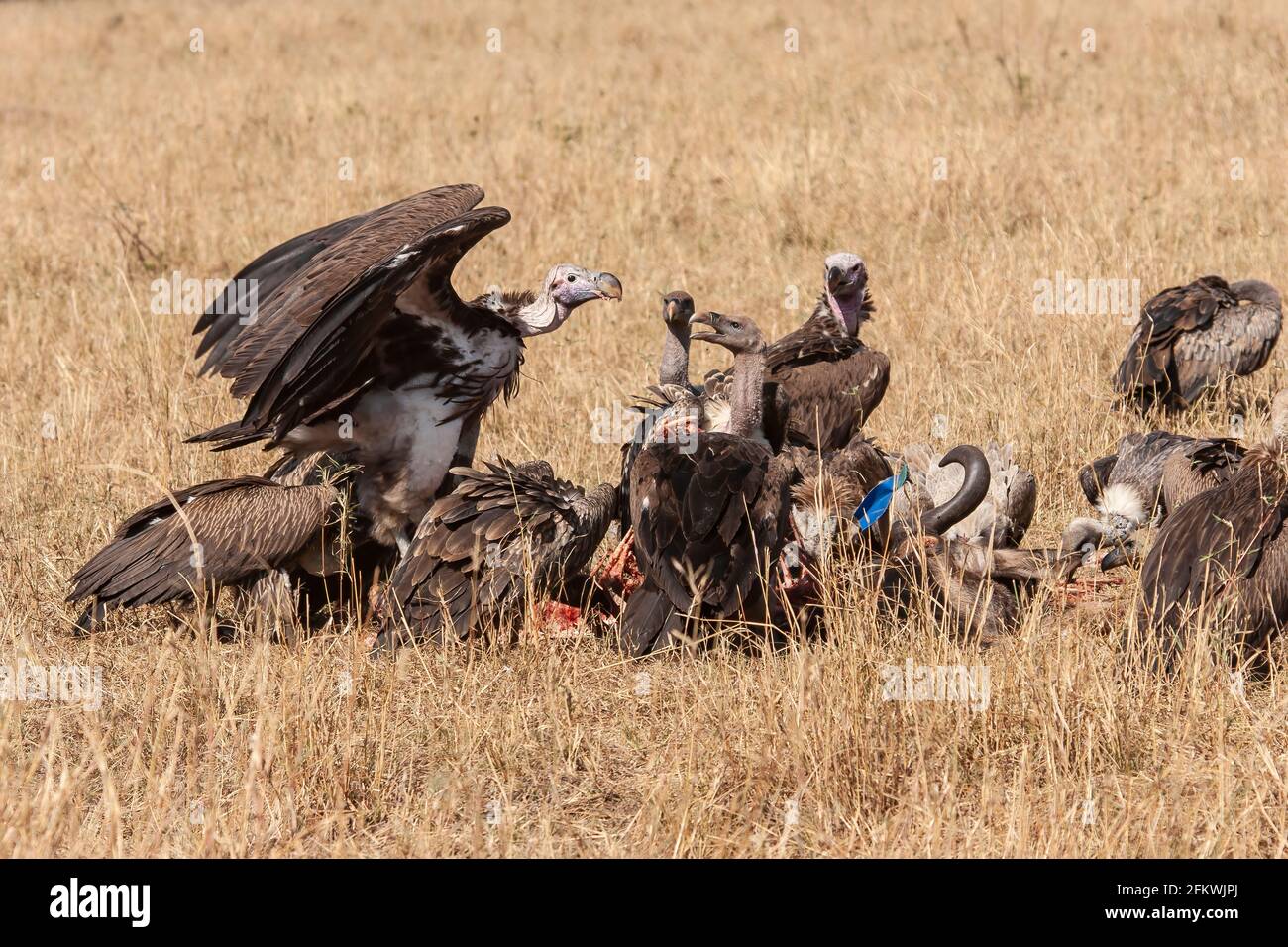 lappet-faced vulture or Nubian vulture, Torgos tracheliotos, two birds feeding on carcass with other vultures, Masai Mara, Kenya, East Africa Stock Photo