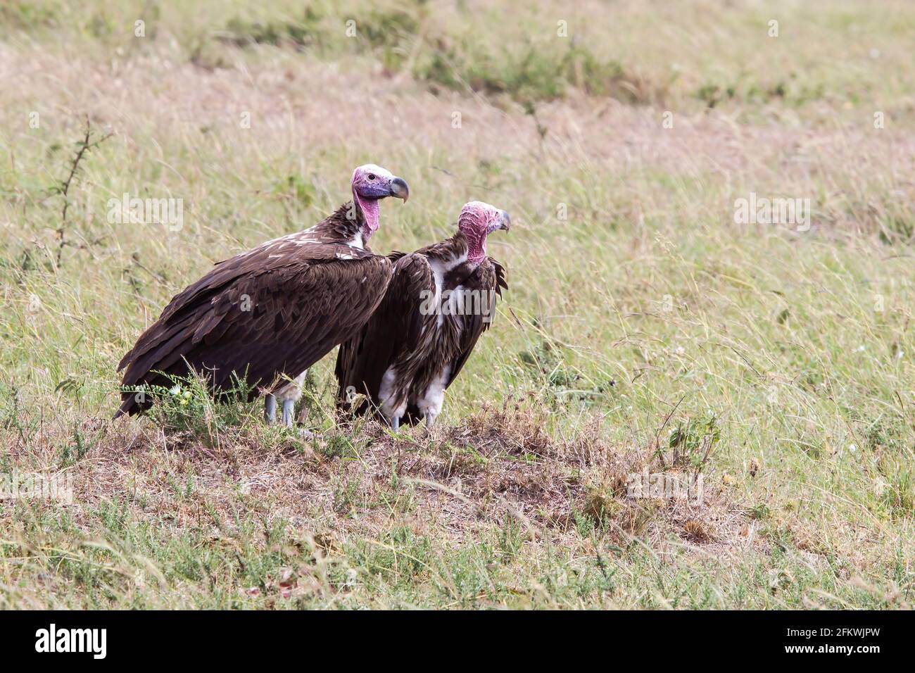 lappet-faced vulture or Nubian vulture, Torgos tracheliotos, two birds standing on short vegetation, Masai Mara, Kenya, East Africa Stock Photo