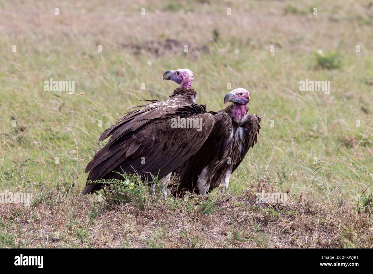 lappet-faced vulture or Nubian vulture, Torgos tracheliotos, two birds standing on short vegetation, Masai Mara, Kenya, East Africa Stock Photo