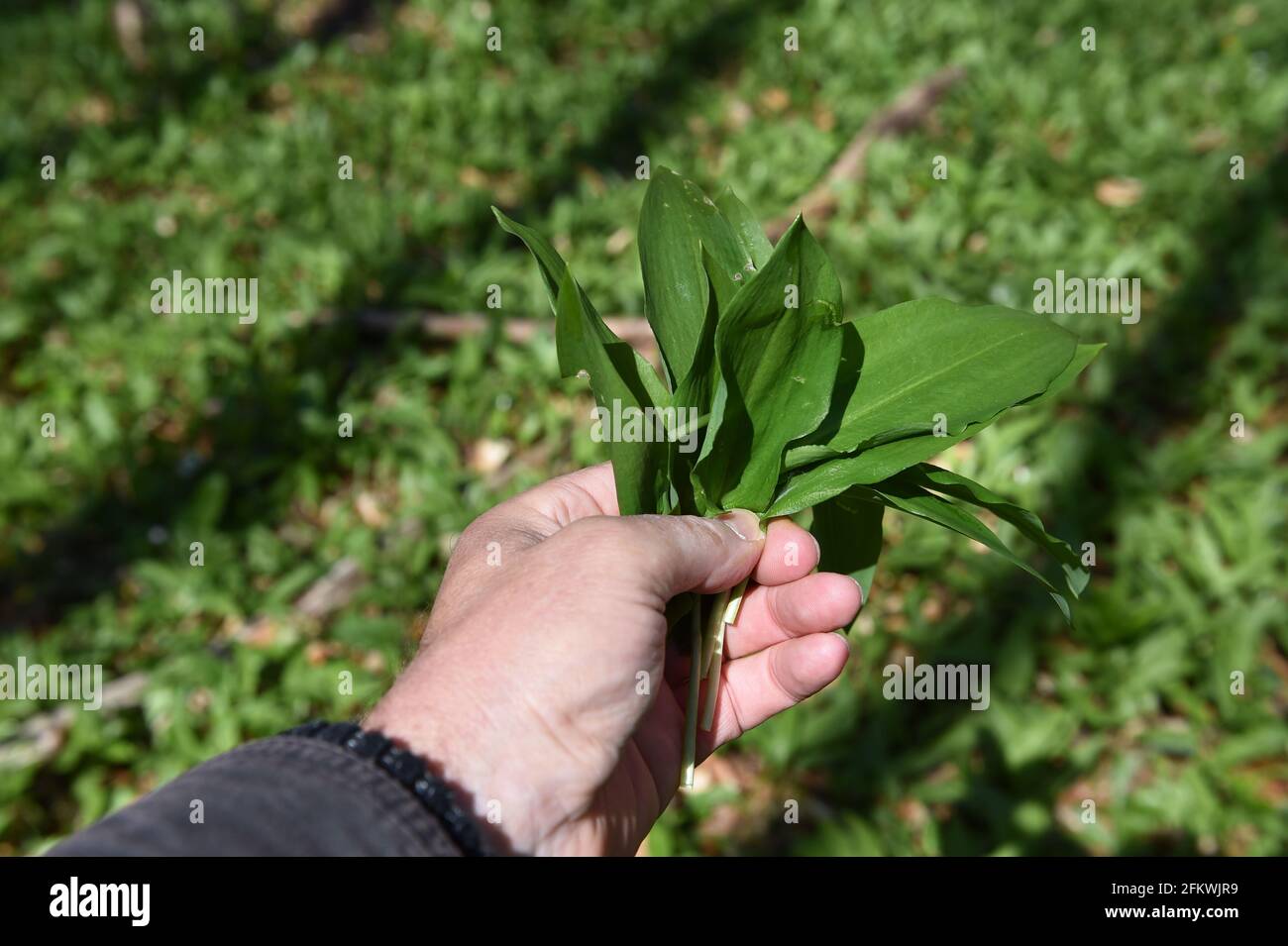 Harvest Wild Garlic Stock Photo Alamy