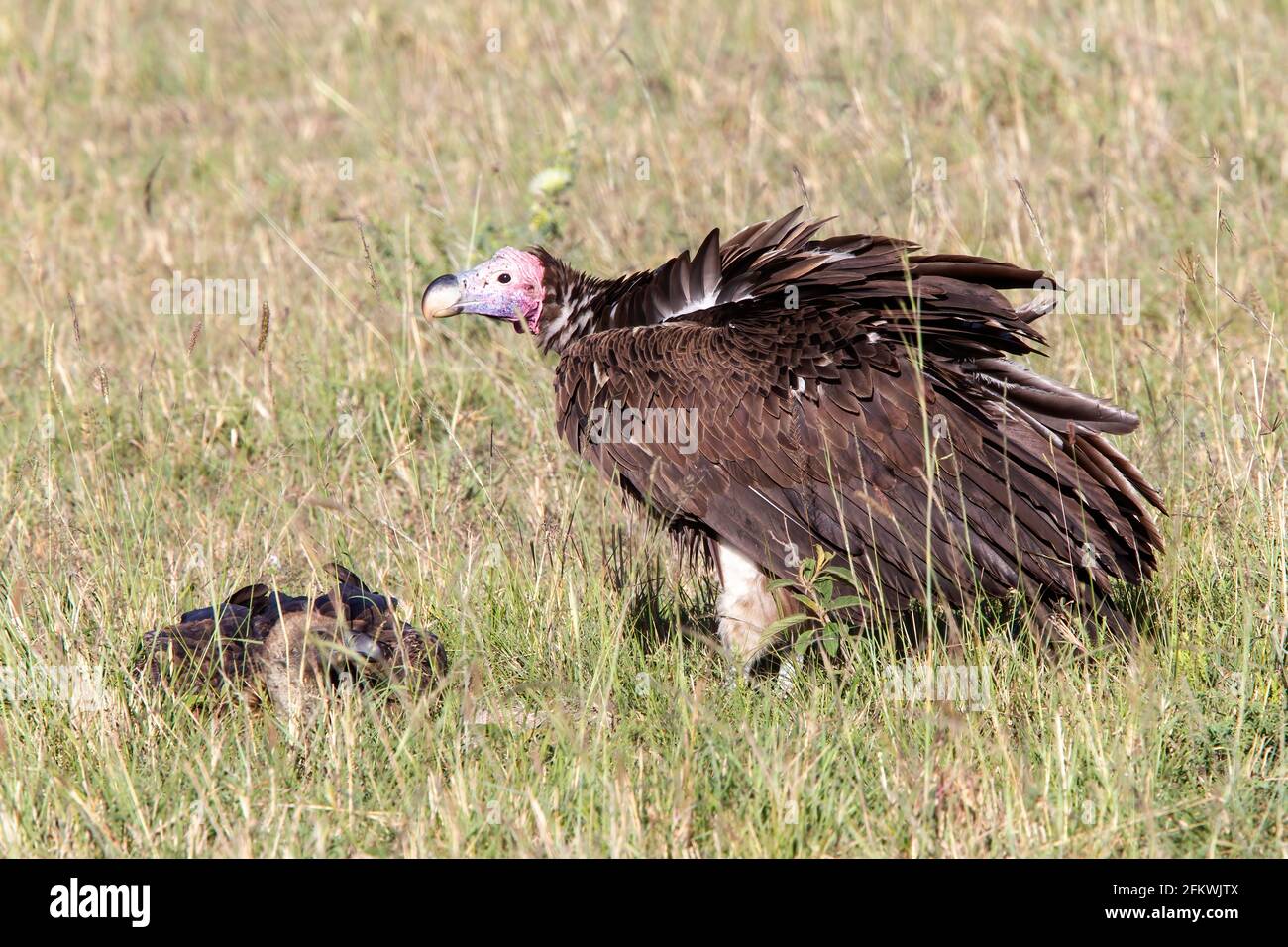 lappet-faced vulture or Nubian vulture, Torgos tracheliotos, single bird standing on short vegetation, Masai Mara, Kenya, East Africa Stock Photo