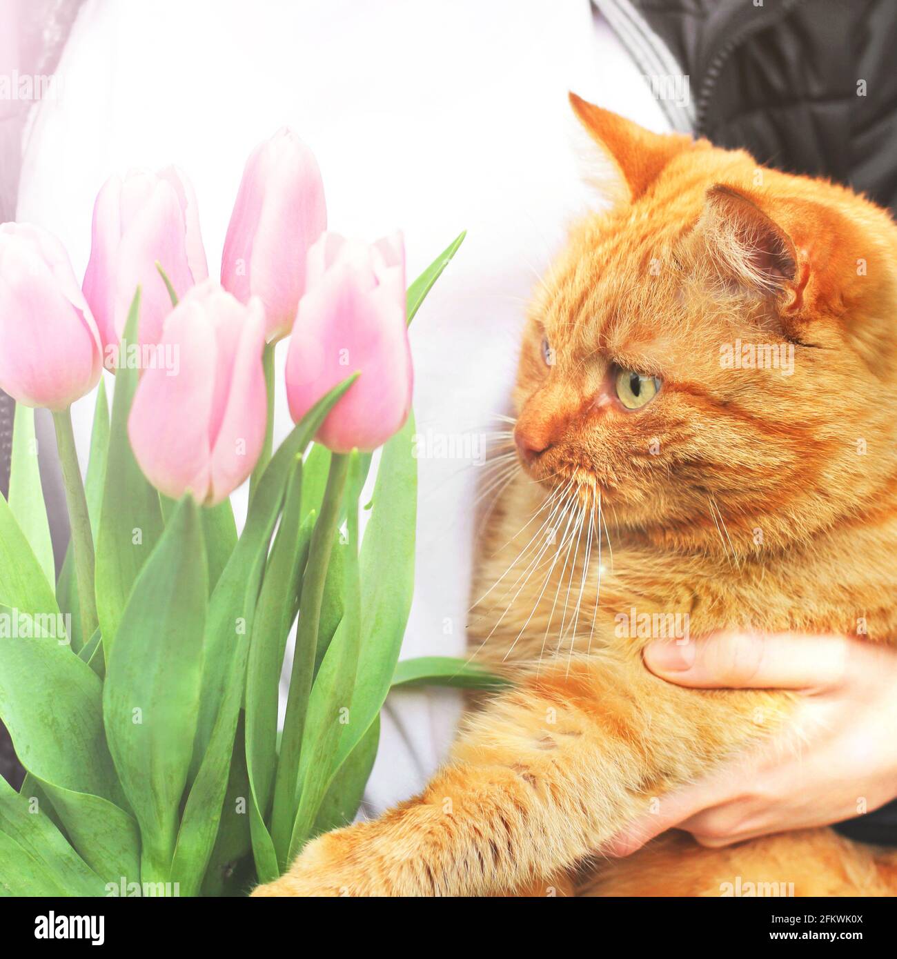 Ginger cat and pink tulips. Cat and flowers. Spring Stock Photo