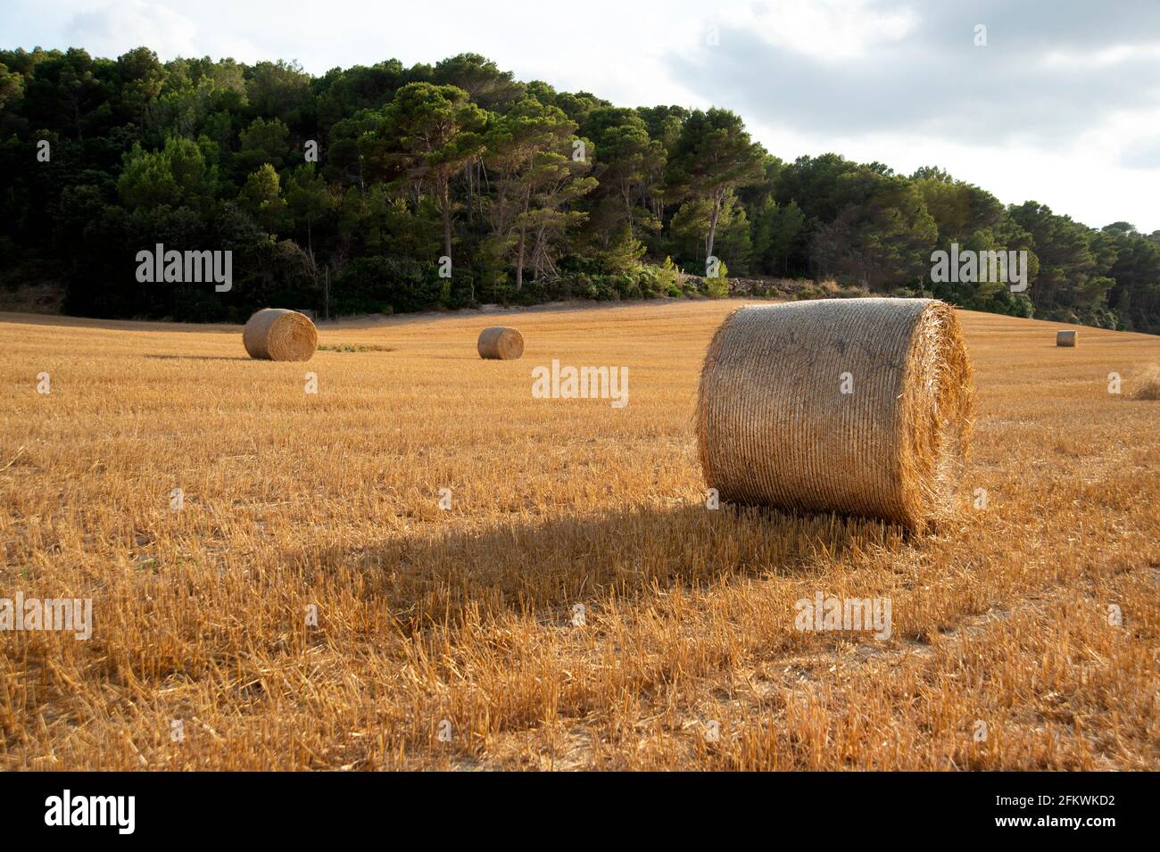 Rolled up hay bales in a Menorcan field ready food for the livestock in the driest summer months Stock Photo