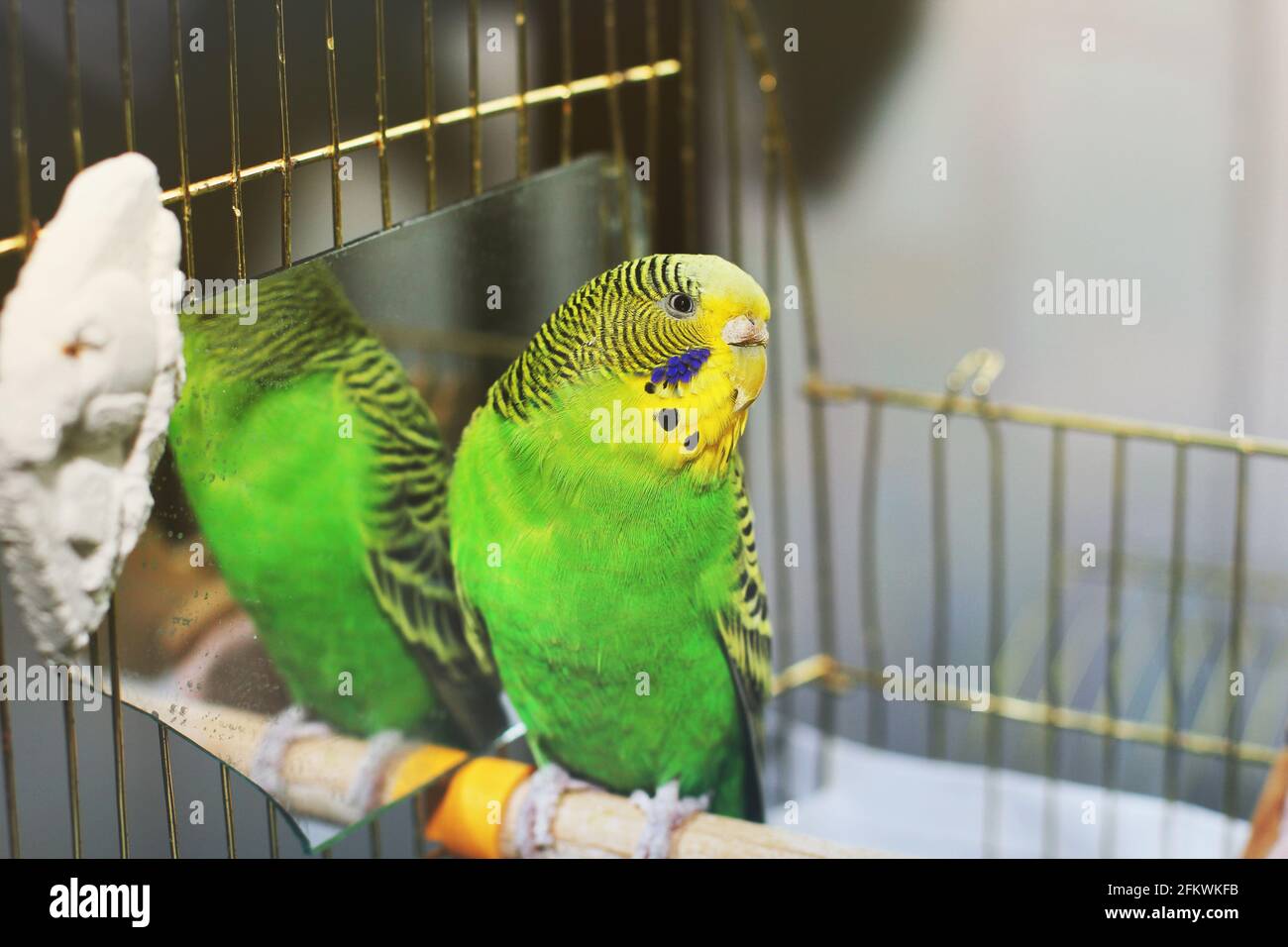 Parakeet Reflection Parrot looking in mirror hi-res stock photography and images - Alamy
