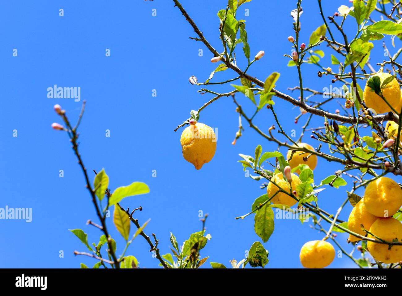 Growing lemons on a tree. Bunches of fresh yellow ripe lemons on lemon