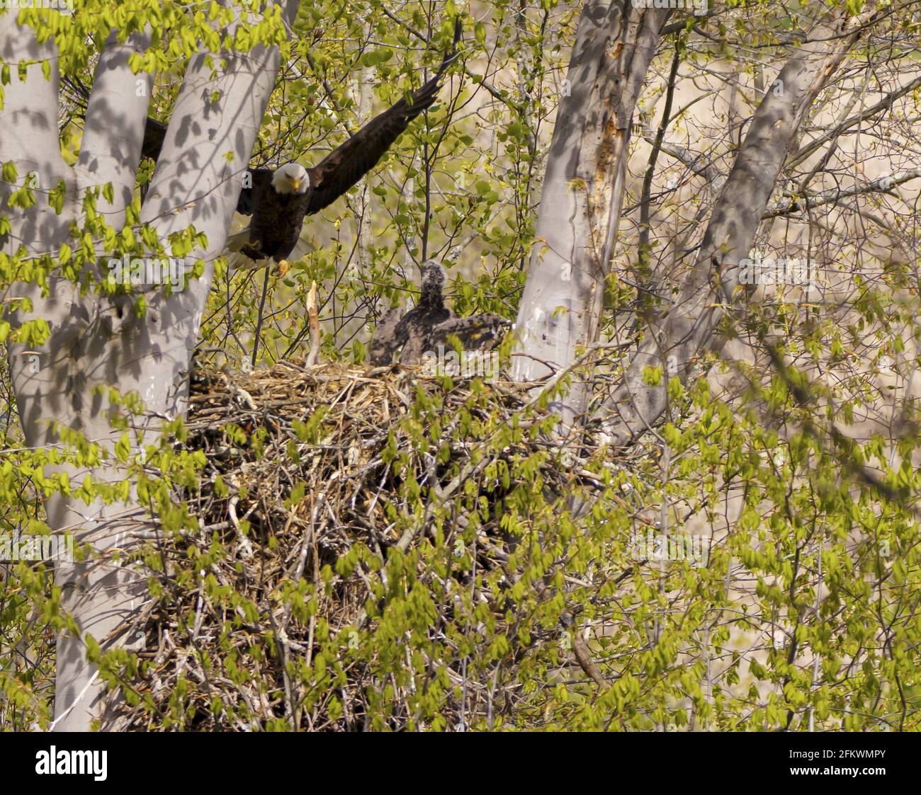 Beautiful vie of a flying Bald Eagle in the forest Stock Photo