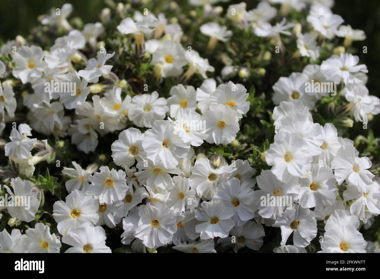 blossoming phlox in the spring Stock Photo