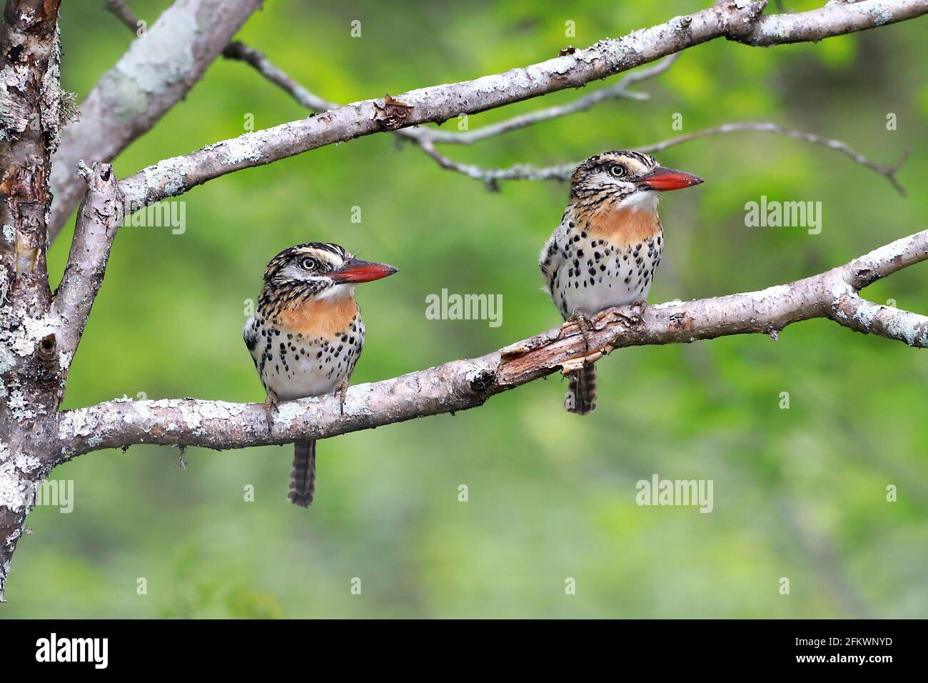 couple of  Spot-backed Puffbird (Nystalus maculatus) perched on a branch Stock Photo