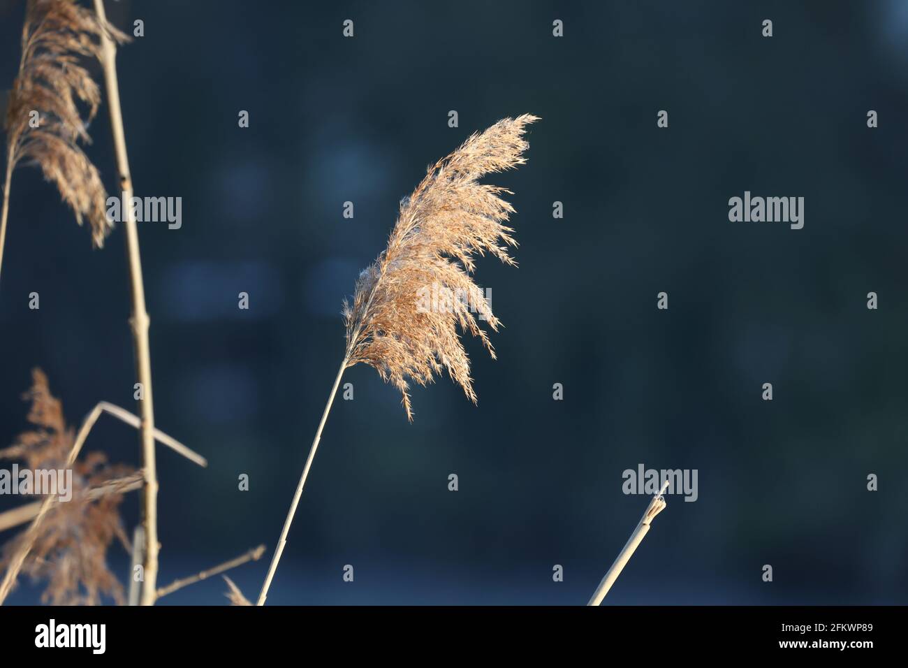 Reed crop hi-res stock photography and images - Alamy