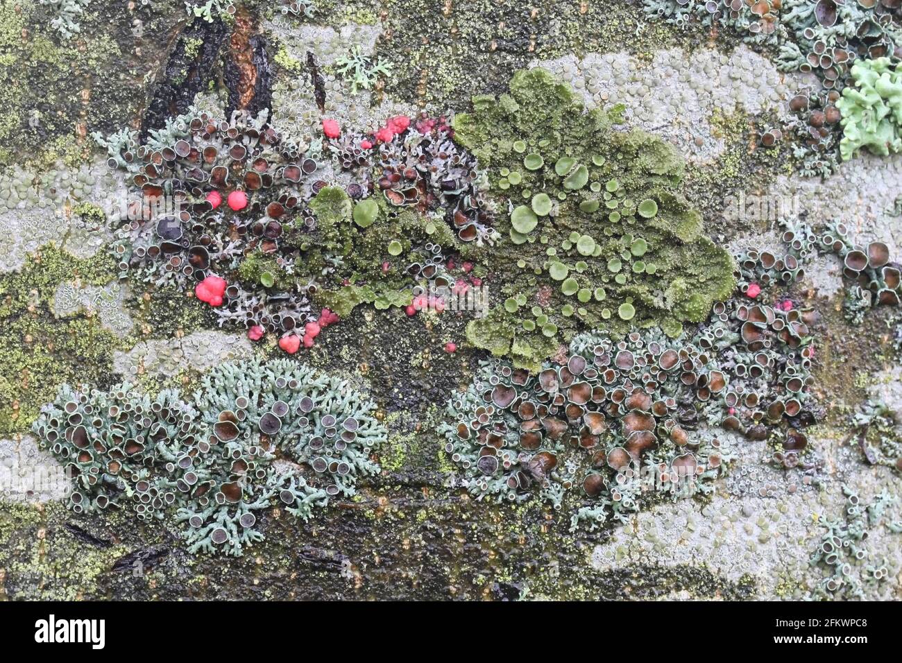 Various epiphyte lichens growing on the trunk of European ash in Finland Stock Photo