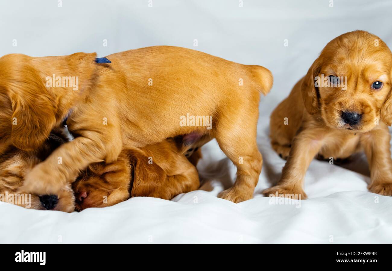 Close-Up cocker spaniel puppies dogs play on white cloth. Stock Photo