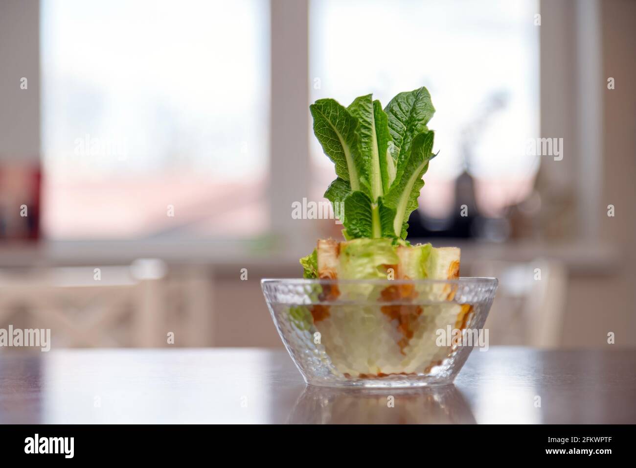 Regrowing chinese cabbage in a glass bowl. Using vegetable scraps to