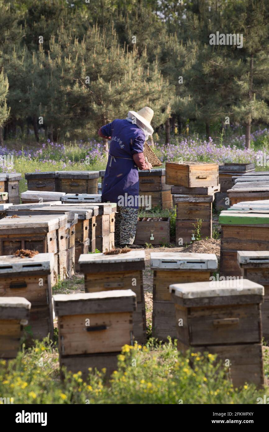 Bee keeper tending beehives Beijing, China Stock Photo