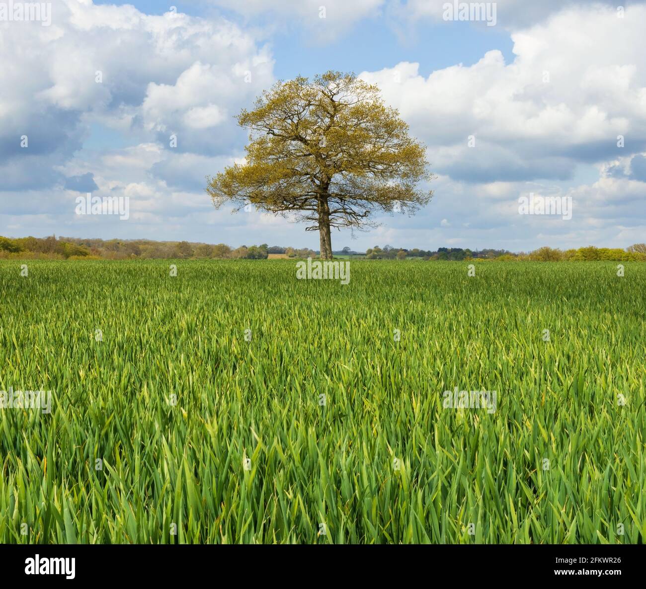 Young green shoots of wheat in the foreground, with a solitary oak tree in the background. Hertfordshire. UK Stock Photo