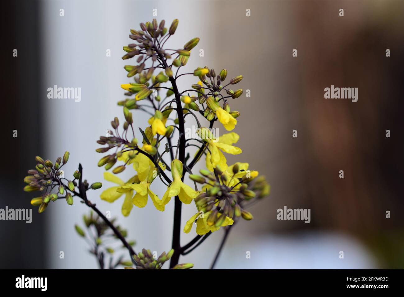 Yellow flowering kohlrabi-cabbage as a close up Stock Photo