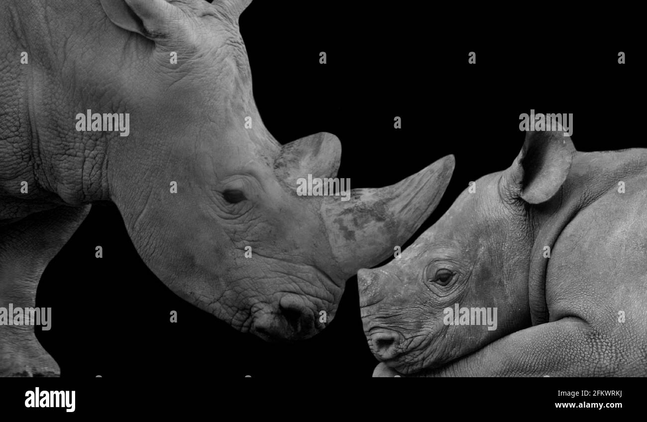 Mother Rhino And Baby Lion Closeup Face In The Black Background Stock Photo