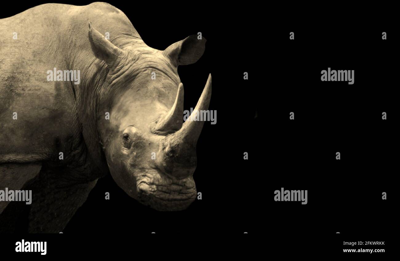 Aggressive Rhino Closeup Face In The Dark Background Stock Photo