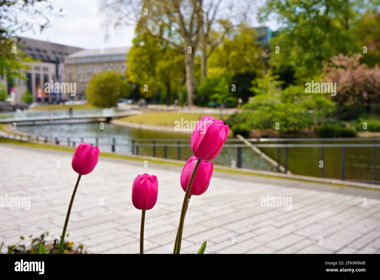 Springtime in Düsseldorf: Pink tulips with the blurred public park 'Hofgarten' in the background. Stock Photo