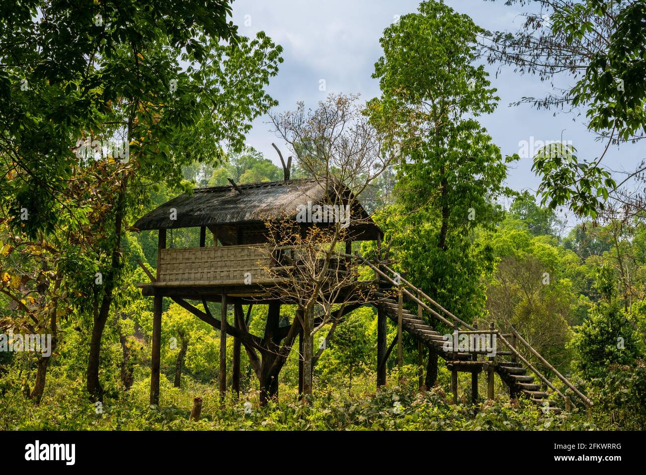 Watchtower on a tree in the dense forest of Kaziranga National Park ...