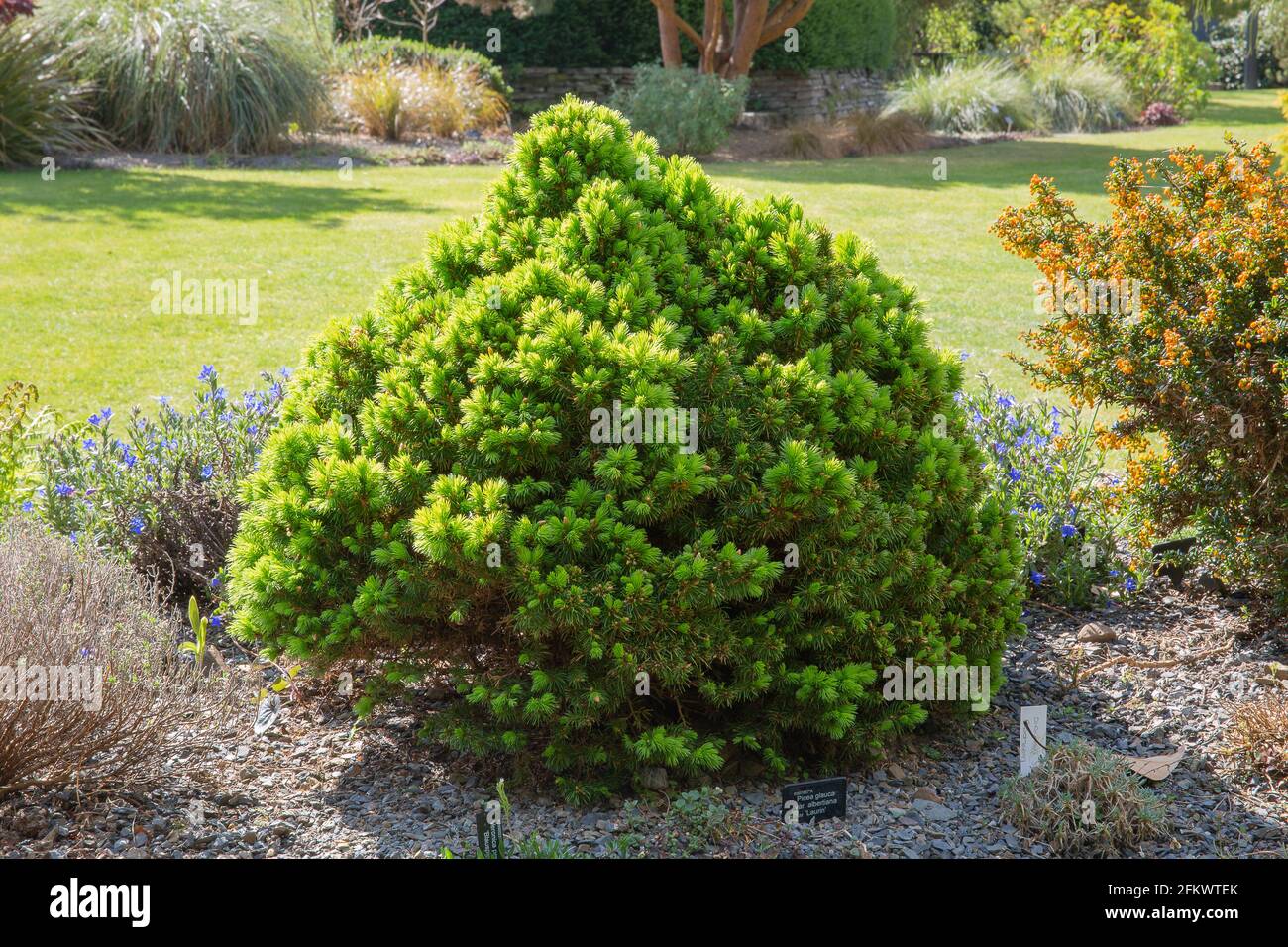 Picea glauca var.albertiana lauren or white spruce, a slow growing neat cone shaped dwarf conifer tree Stock Photo