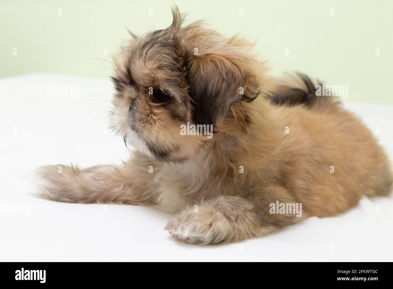 Puppy of the breed Pekingese puppy of the breed playing on the bed. Stock Photo