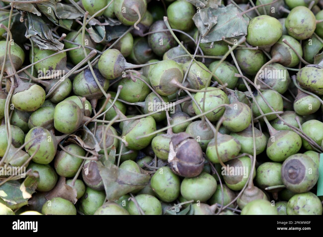 Weekly tribal market of Vishwanathpur village. Kumud fruit for sell, These forest fruits are good for health. Odisha, India Stock Photo