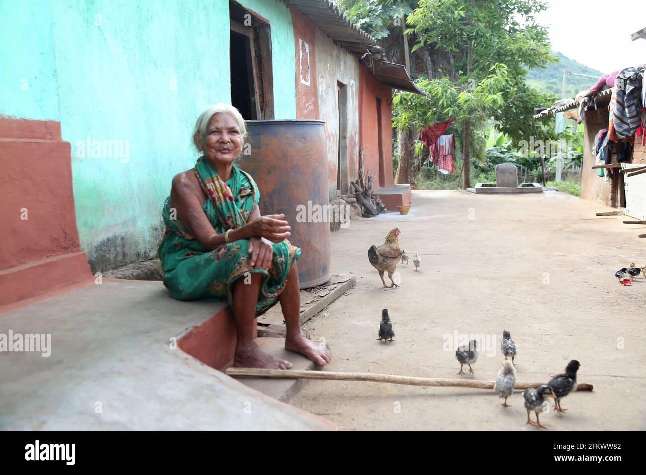 Old tribal woman sitting outside of her house with hen and chicks around her at Lanjigadh village in Odisha, India. DESIA KONDHA TRIBE Stock Photo