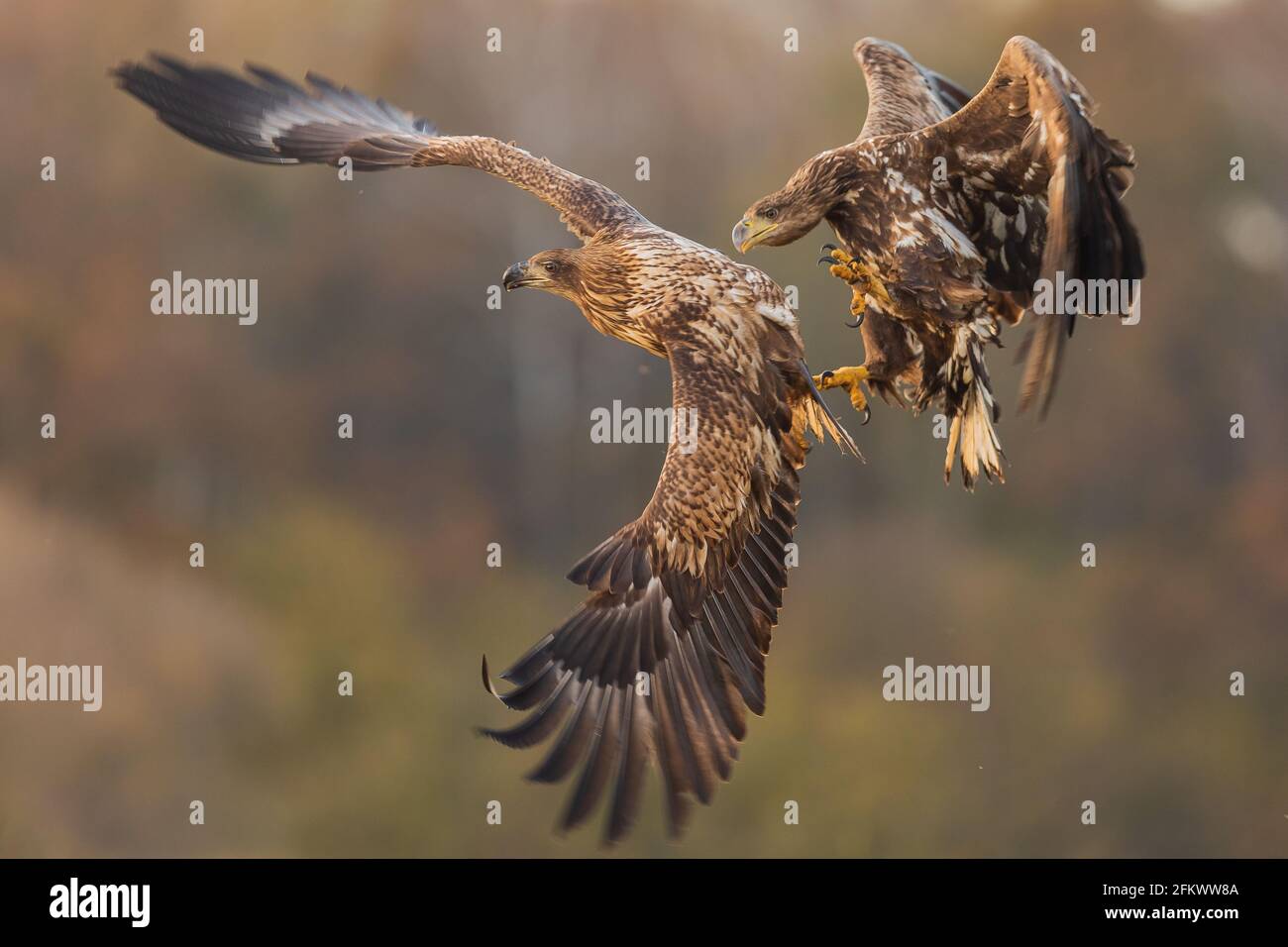 GOSTYNIN, POLAND: The impressive snaps were captured in Gostynin, Poland, by photographer Marcin Nawrocki. A PHOTOGRAPHER has captured the incredible Stock Photo