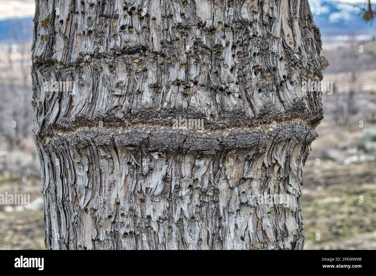 Oak tree bark with a horizontal crack on the surface Stock Photo