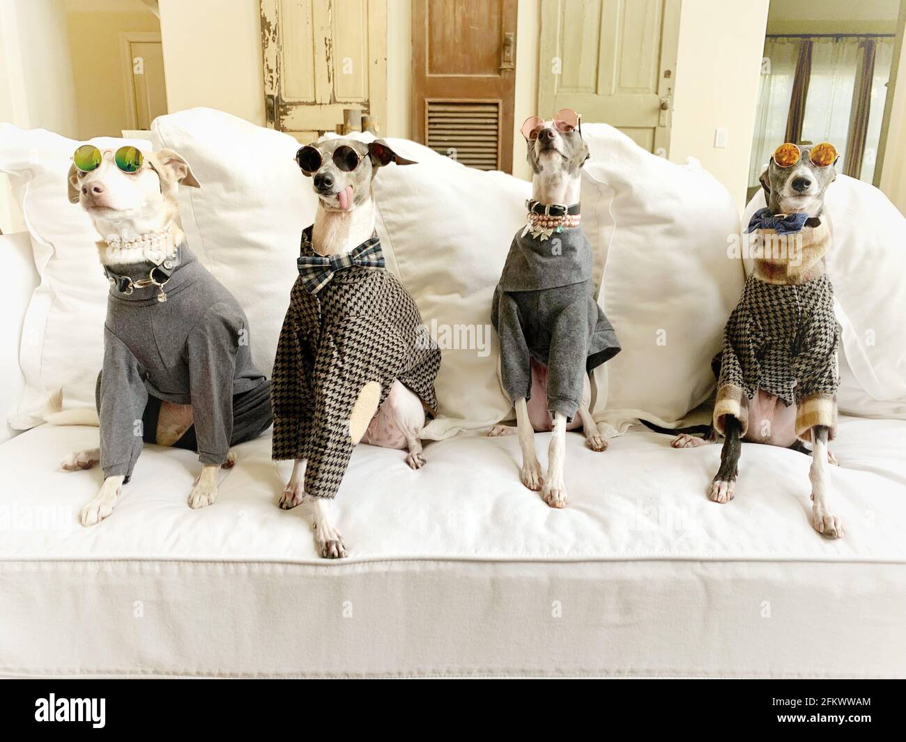 Etsy hotsell dog clothes
