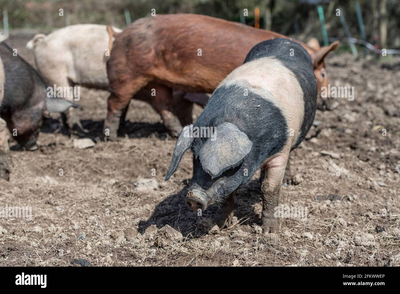 free-range pigs Stock Photo