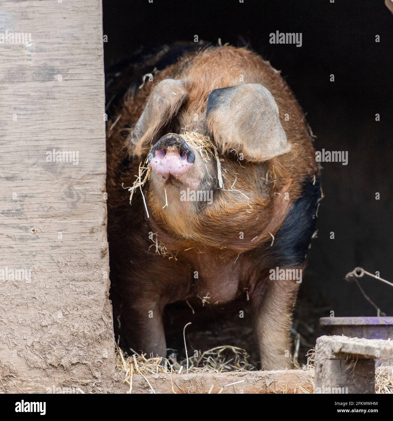 free-range pigs Stock Photo