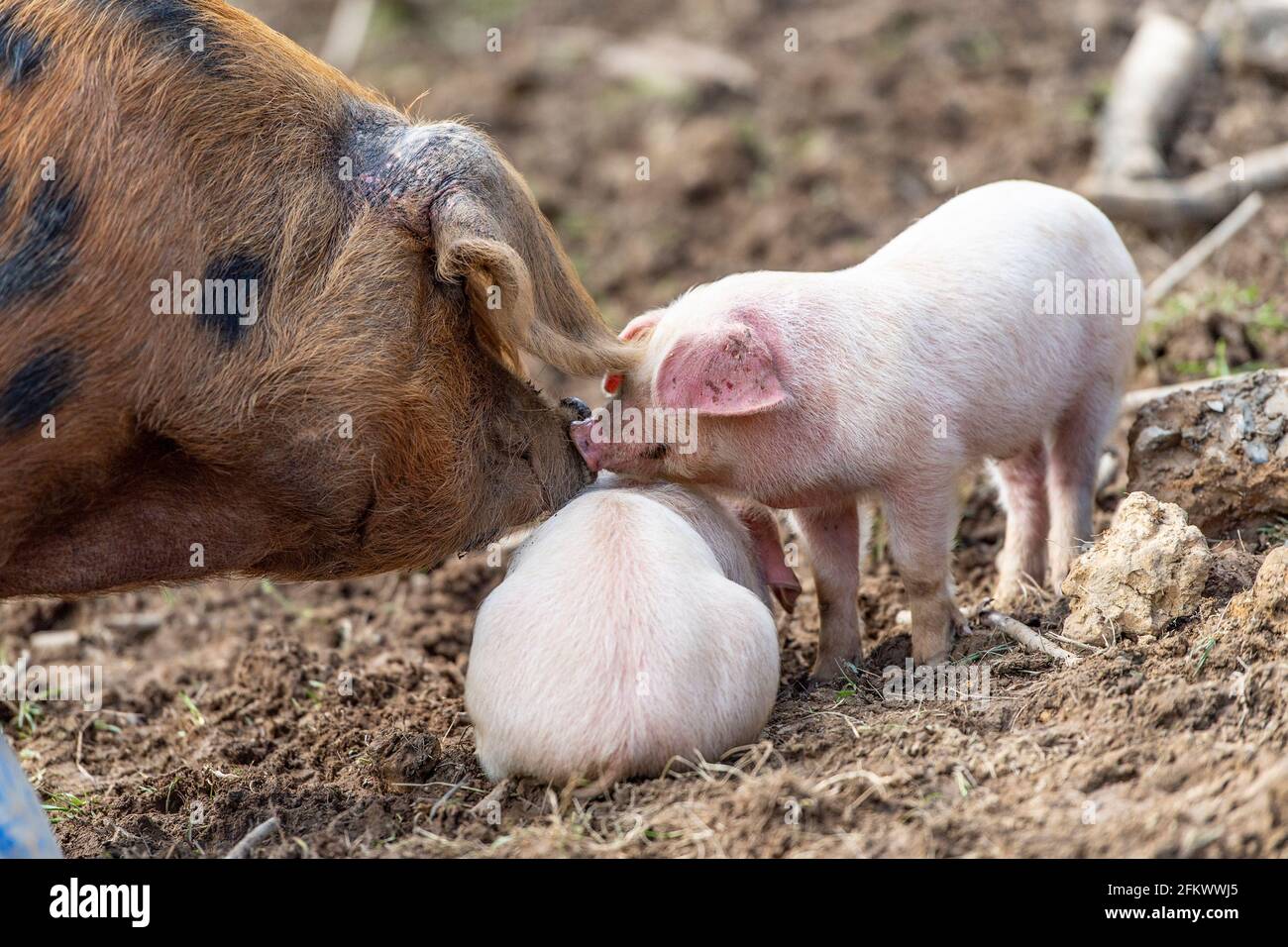 free-range pigs Stock Photo