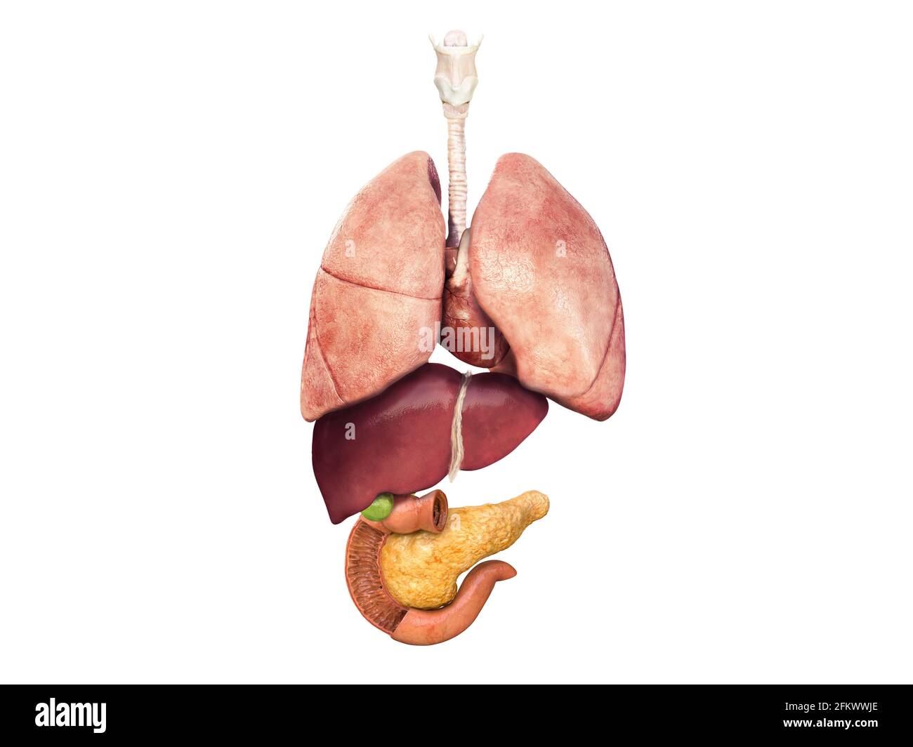 Page 2 Human Body Anatomy Diagram Art High Resolution Stock Photography And Images Alamy