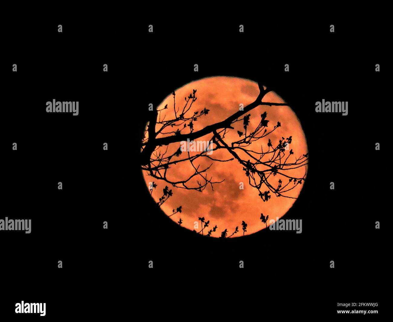 Silhouette tree against big moon hi-res stock photography and images ...