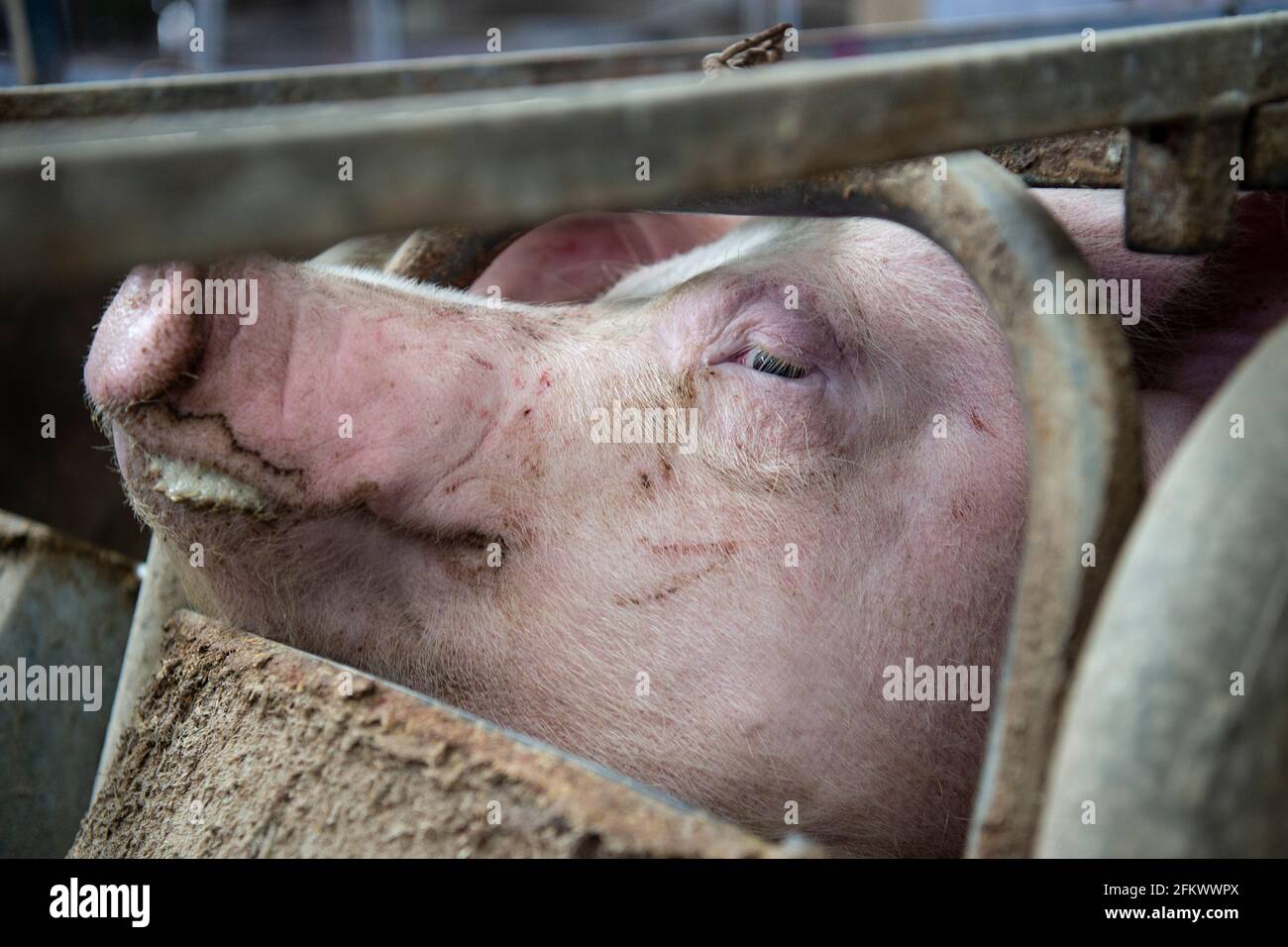 indoor commercial intensive pig farmn Stock Photo