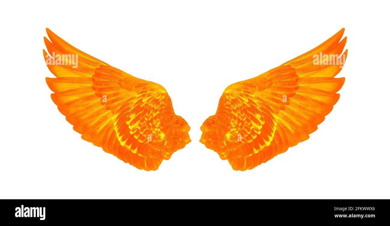 Wings of birds isolated on white background Stock Photo - Alamy