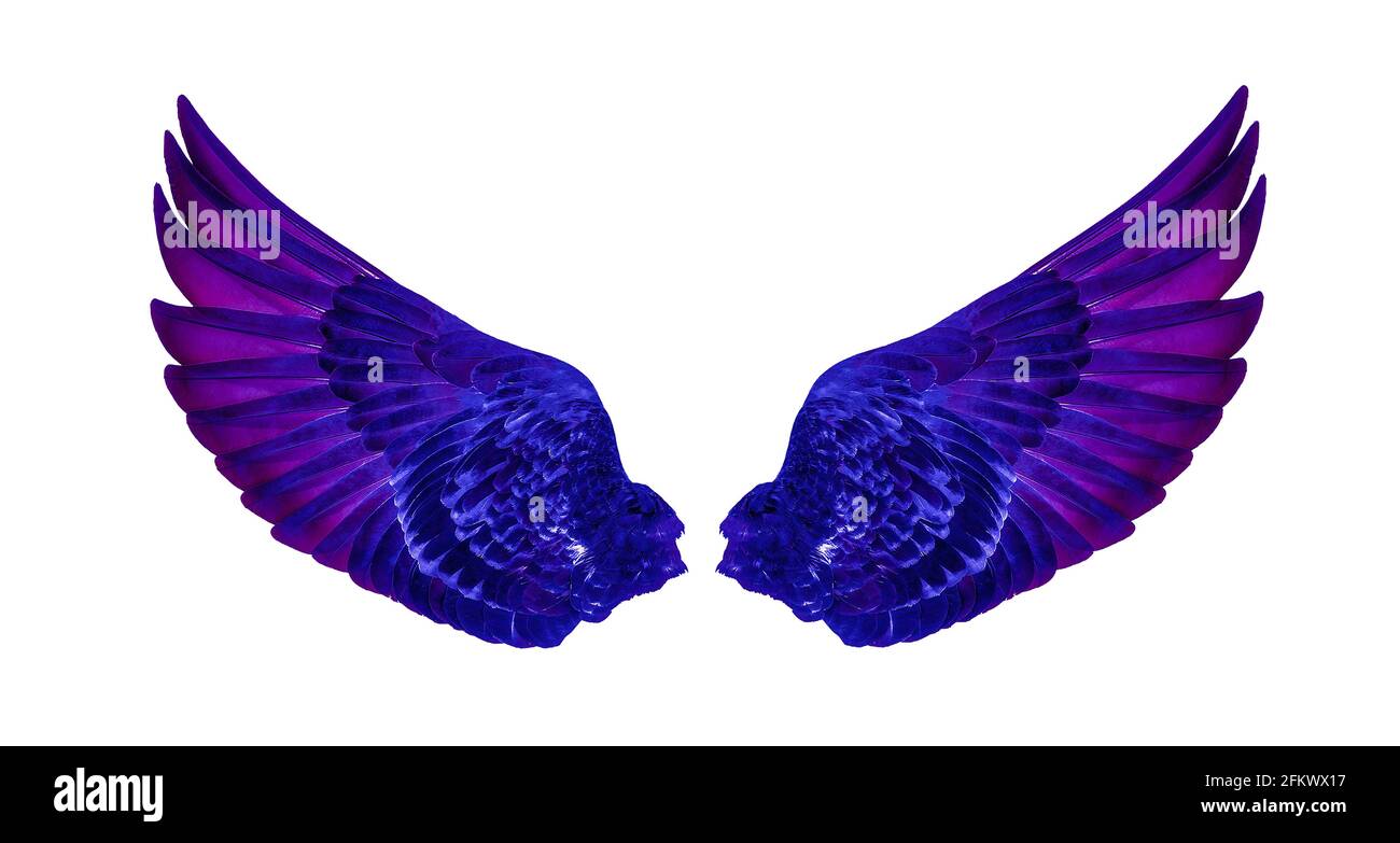 Wings of birds isolated on white background Stock Photo - Alamy