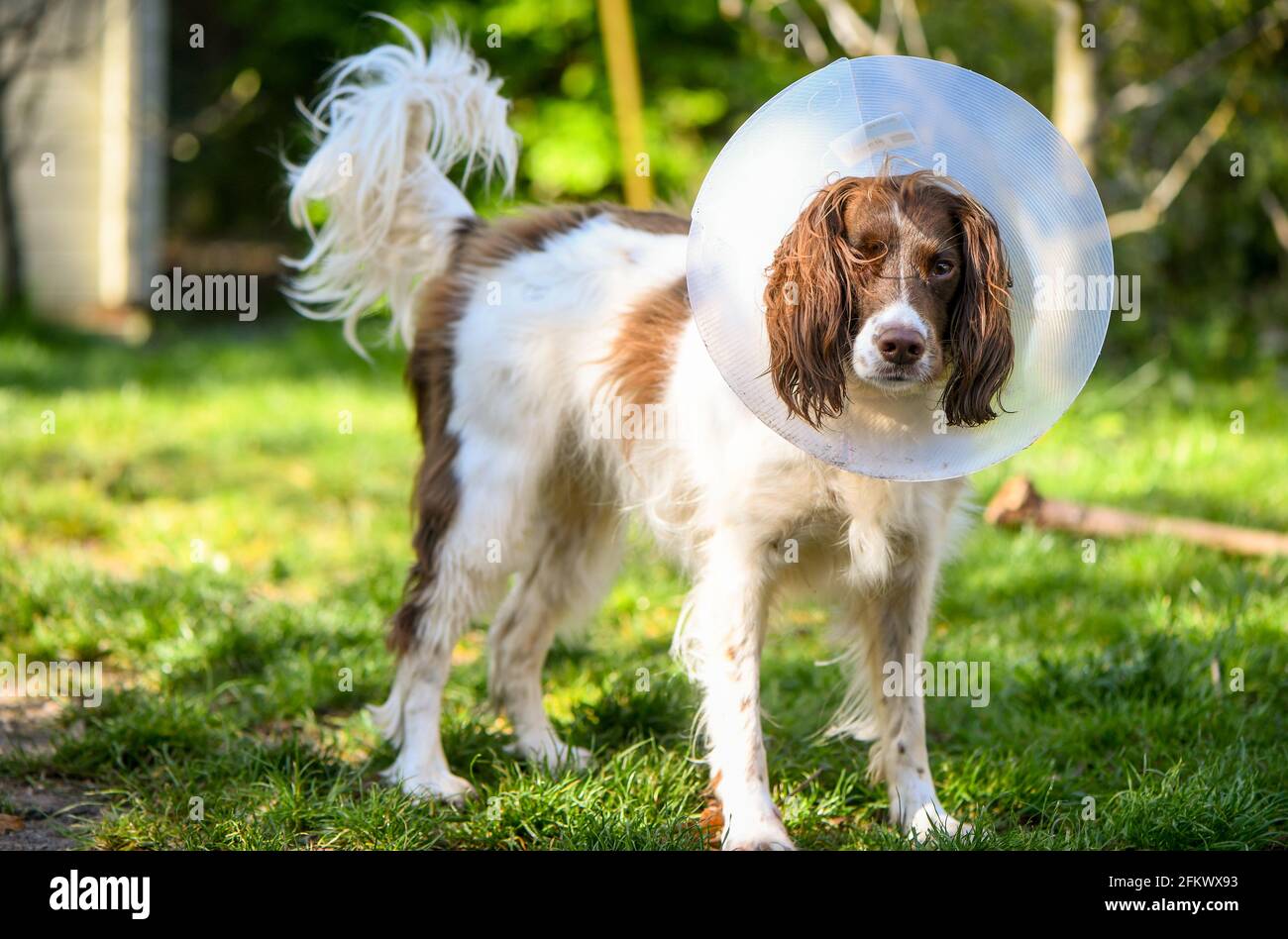 dog cone to stop licking paws