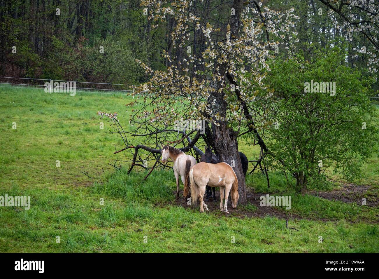 04 May 2021, North Rhine-Westphalia, Vlotho: Horses sheltered under a tree. Storm Eugene caused sporadic damage in western Germany during the night. Photo: Lino Mirgeler/dpa Stock Photo