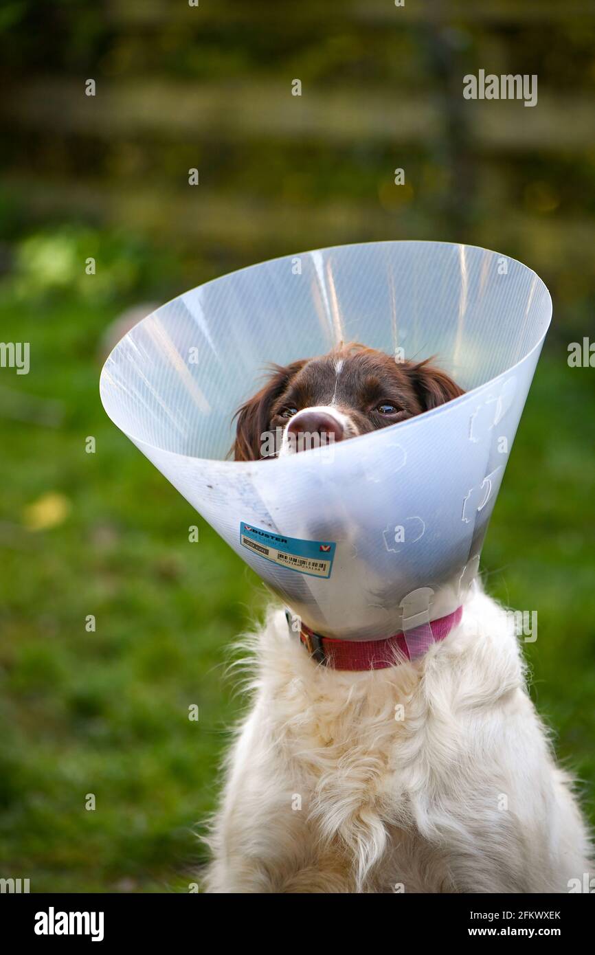 dog cone to stop licking paws