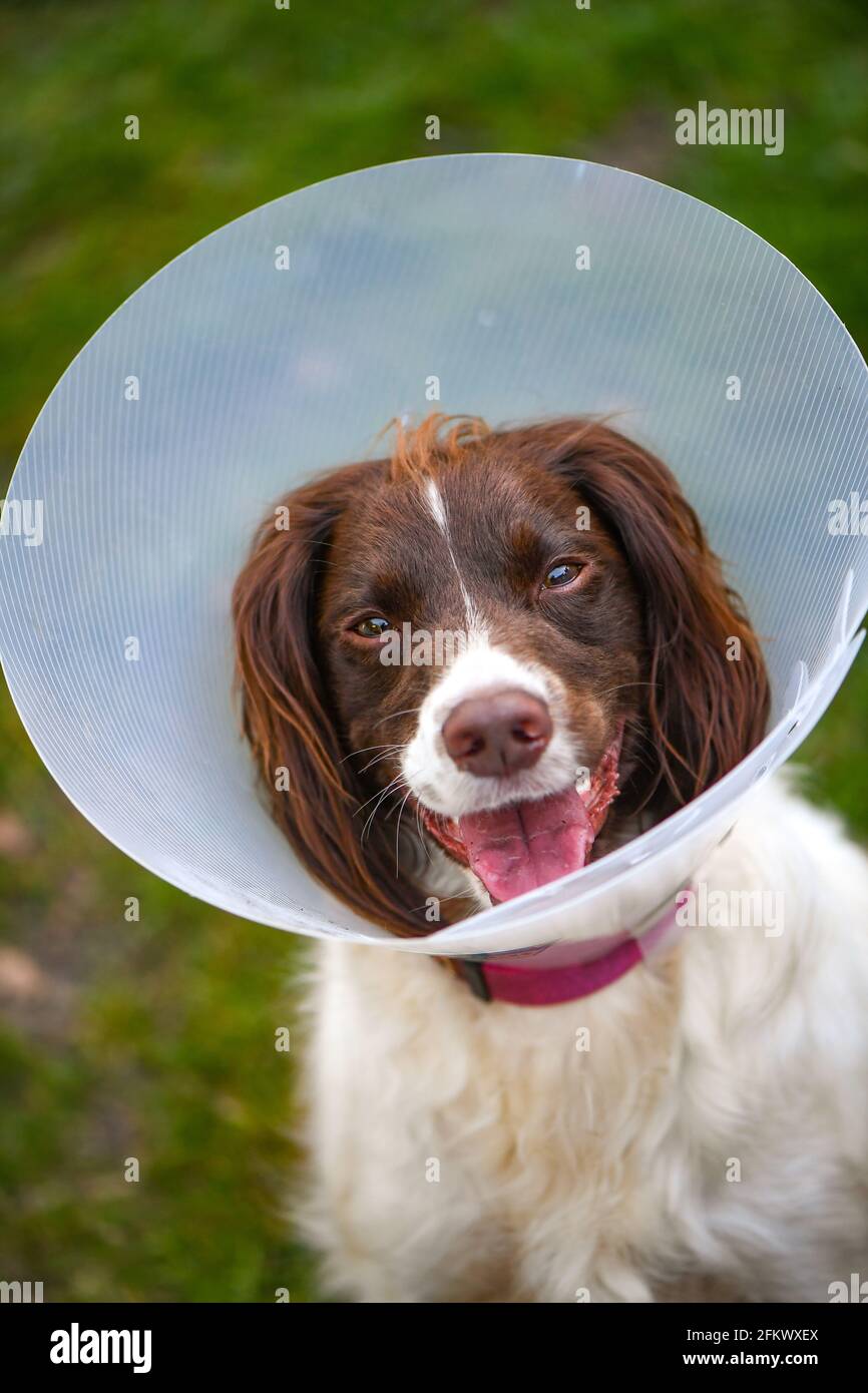 dog cone to stop licking paws