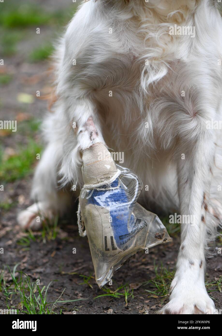English springer spaniel with injured paw wearing a protective bag to keep dry so she can go in the garden. Stock Photo